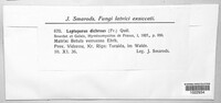 Vitreoporus dichrous image